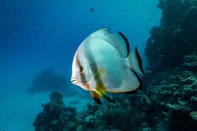 Marsa Alam, Egypt